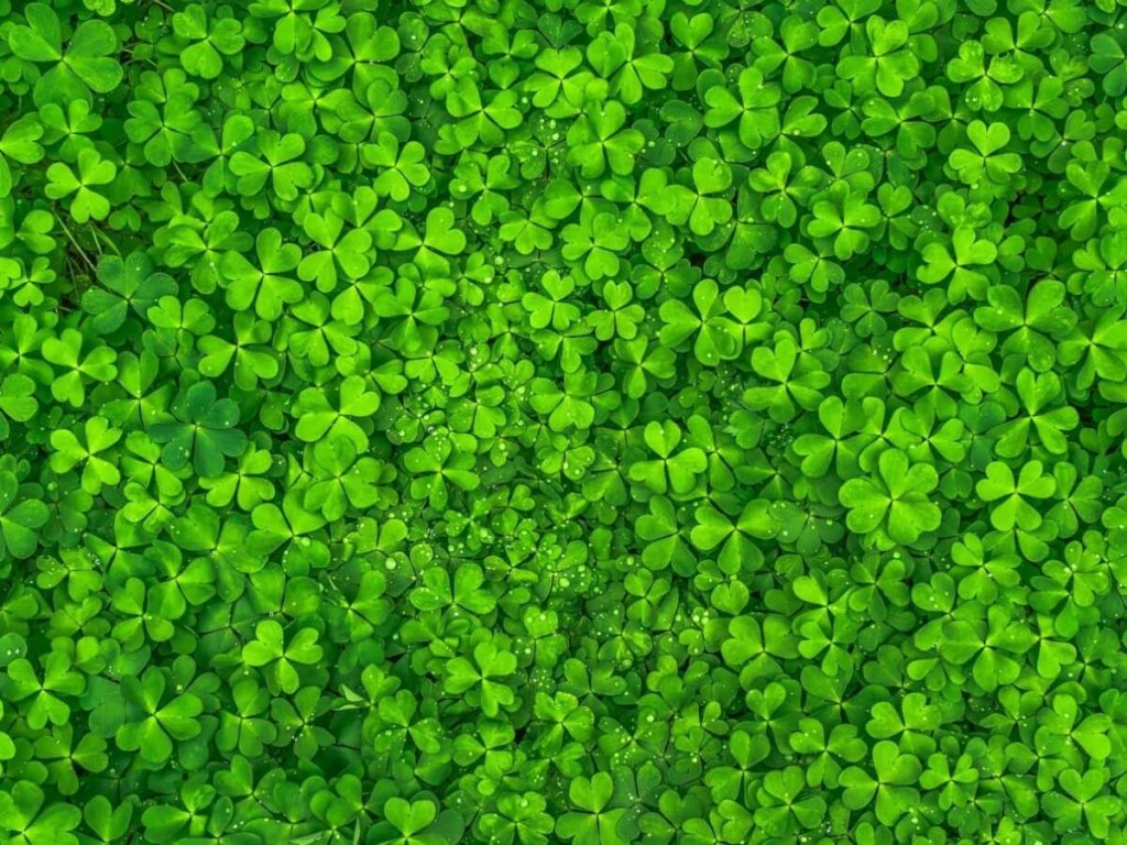 How to Stay Sober on St. Patrick’s Day